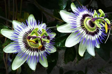 passiflora how to grow.